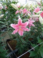 [5231 Sorbonne TL No02.JPG]